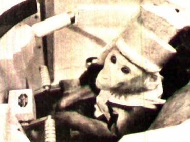 Macaco rhesus Yerosha, tripulante de um satélite da série Bion - Cosmos 1887